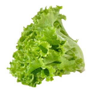 Green Lettuce