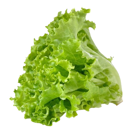 Green Lettuce