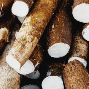 Cassava