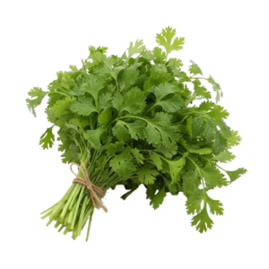 Coriander