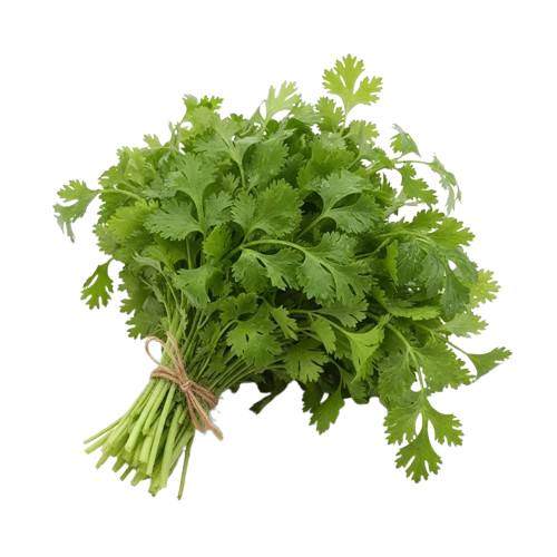 Coriander