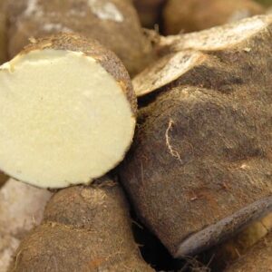 True Yams (Balugu)
